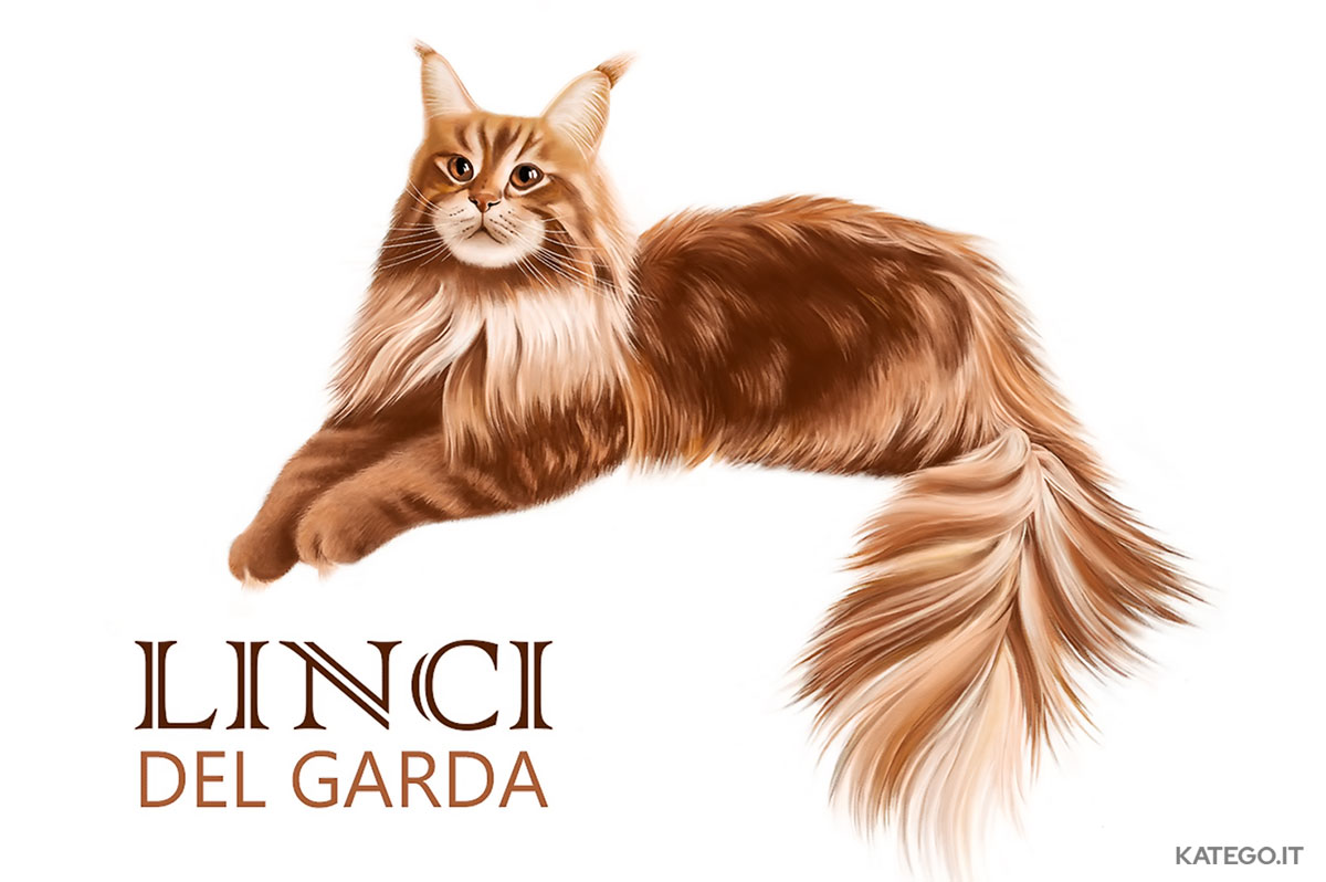 poster per allevamento dei maincoon - katego.it